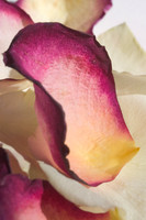 Rose Petal Still Life-Float