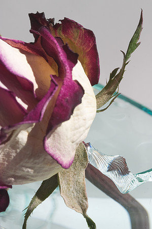 Rose and Glass Shards 2