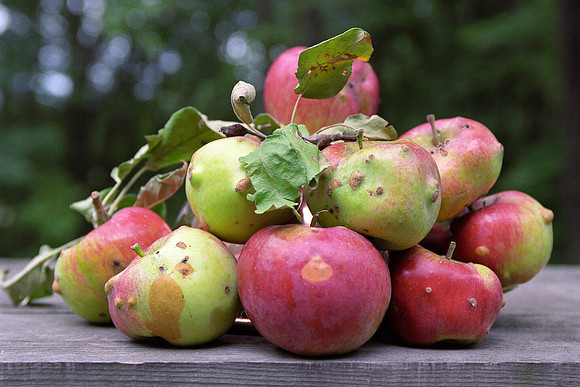 Pomology