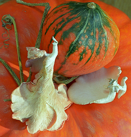 Squash and Mushrooms