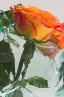 Rose and Glass Shards 1