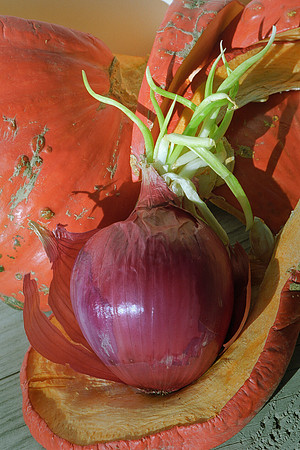 Red Onion and Squash