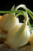 Sprouted Onions