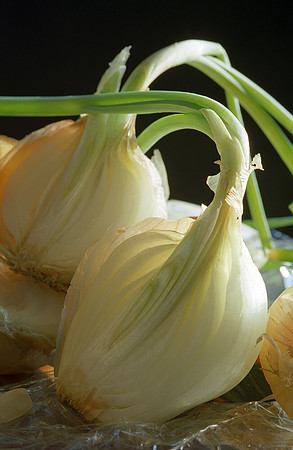Sprouted Onions