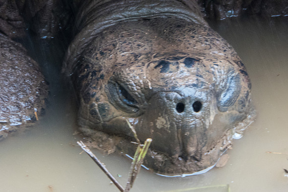 Galápagos Tortoise