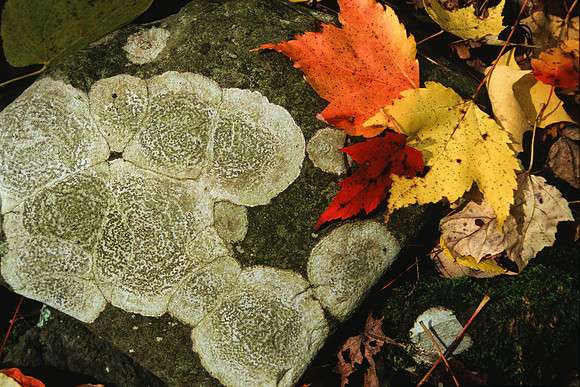 Lichens in the Fall
