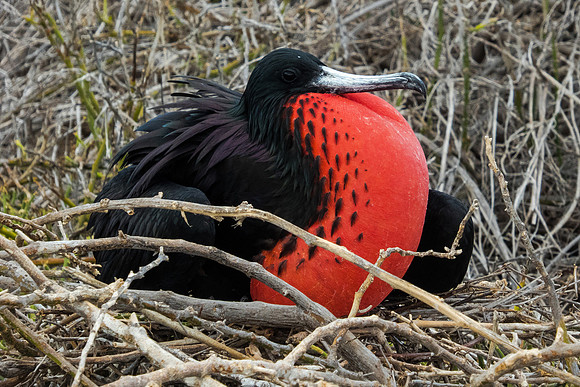 Magnificent Frigate Bird
