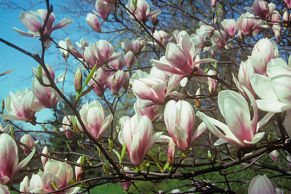 Magnolia blossoms