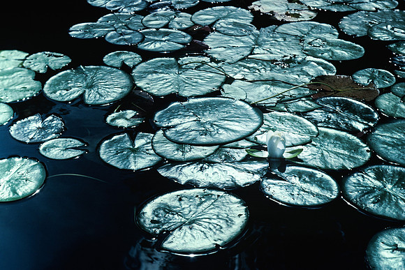 Saranac Lilies