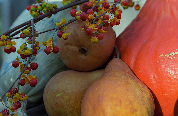 Squash and Pear Still-Life
