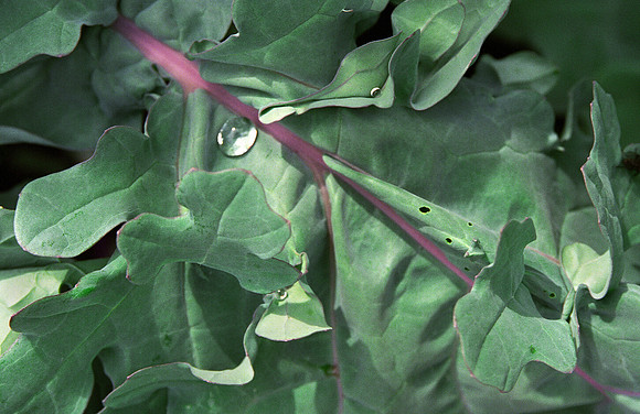 Dew on Kale