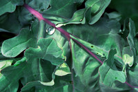 Kale Morning Dew