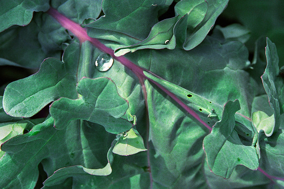 Kale Morning Dew