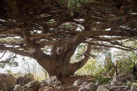 Chouf Cedar