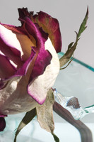 Rose and Glass Shards 2
